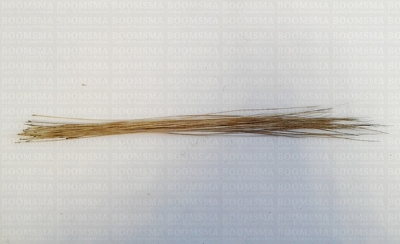 Pighair bristle (Authentic) natural per 20 hairs approx. 18 cm - pict. 1